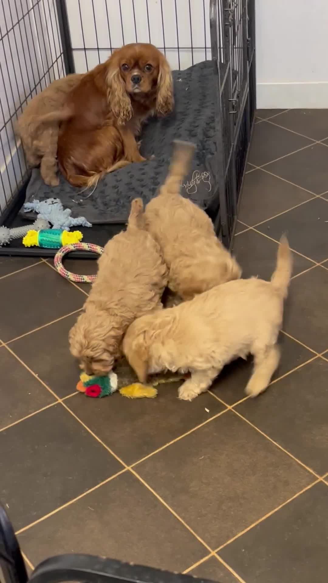 Cavapoo dogs for sale: stunningly stunning F1 Cavapoos - Video 1