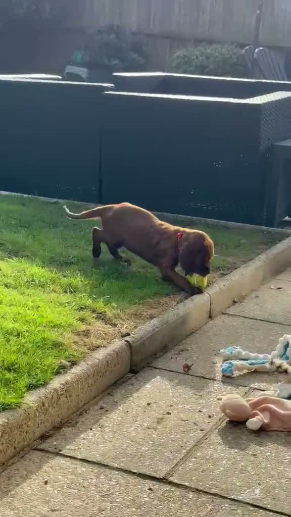 Irish Setter dogs for sale: KC registered Irish Setter puppies Bexhill-on-Sea - Video 1