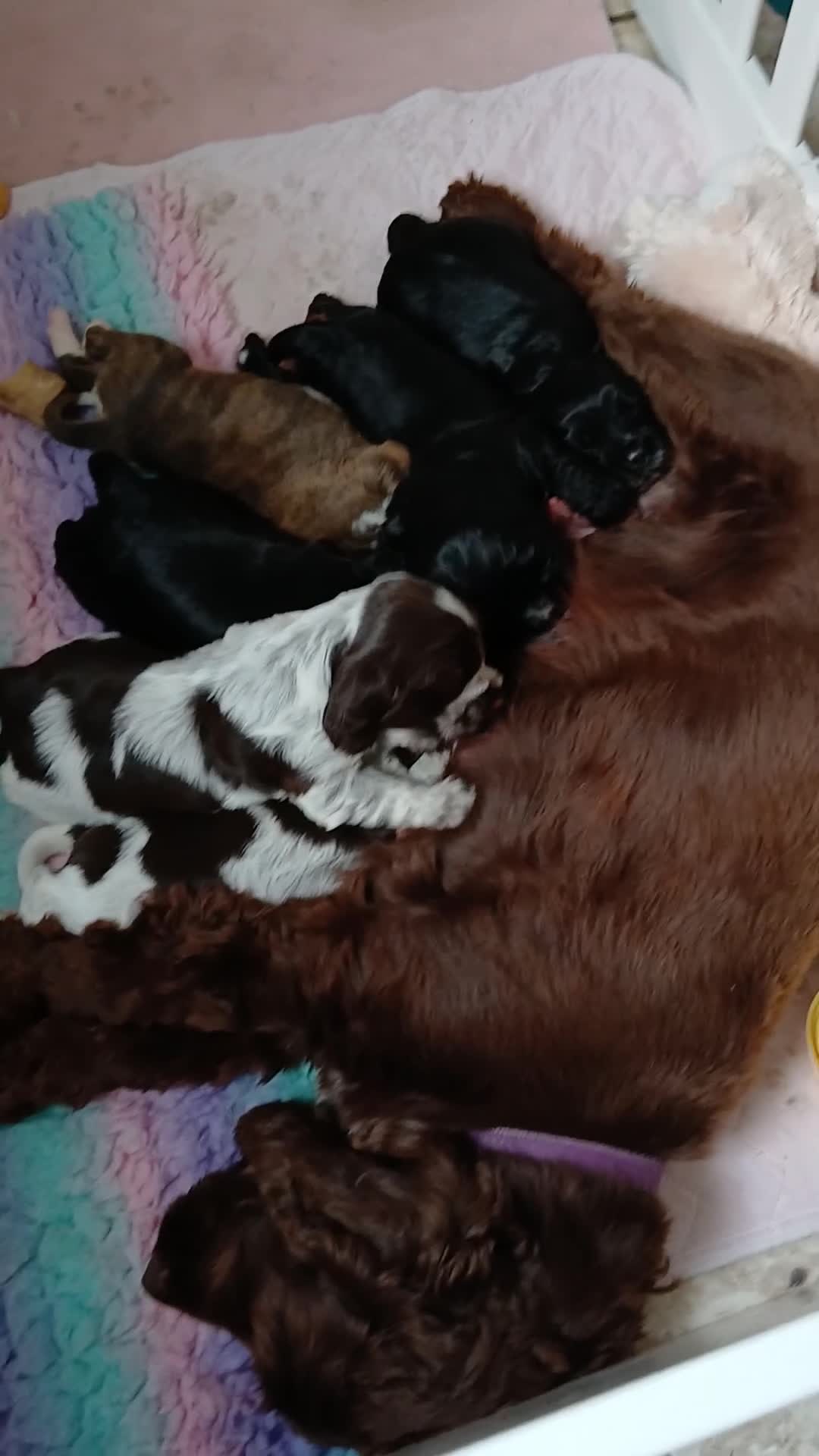 Cocker Spaniel dogs for sale: *REDUCED* LAST MALE KC REG SHOW COCKER - Video 1
