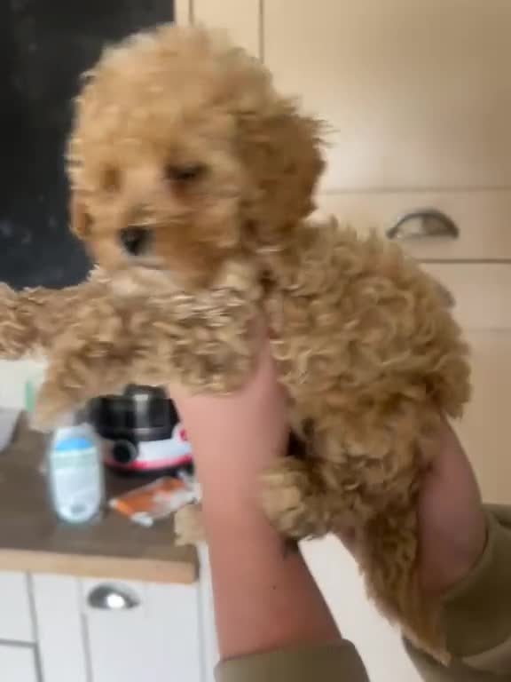 Maltipoo dogs for sale: REDUCED Beautiful maltipoos. GIRL GONE!! - Video 2