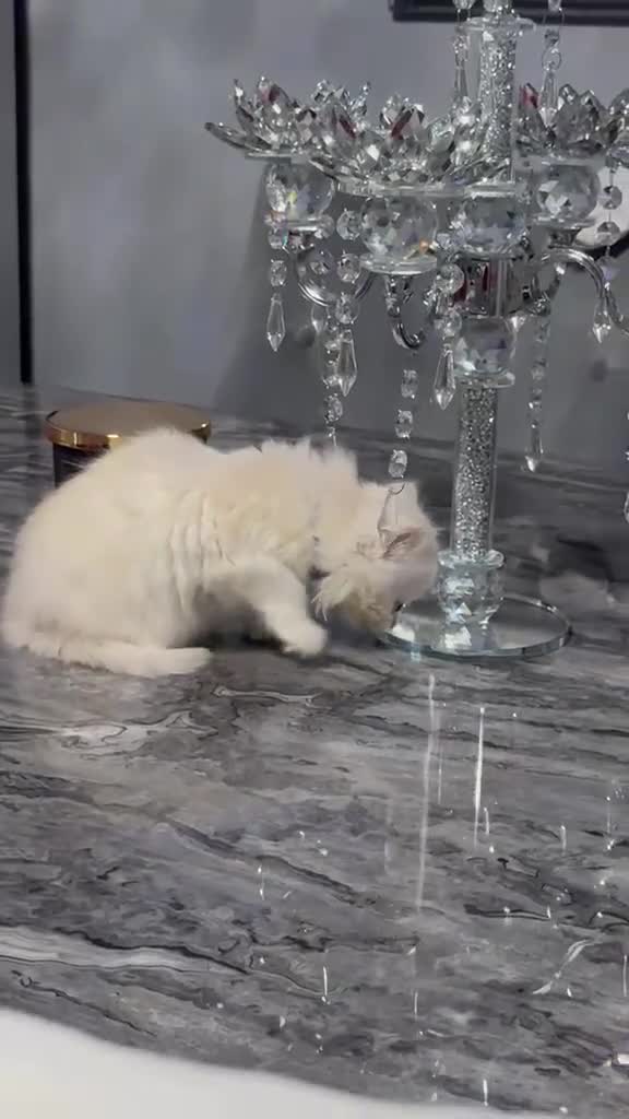 Persian cats for sale: Beautiful long haired Persian Kittens - Video 1