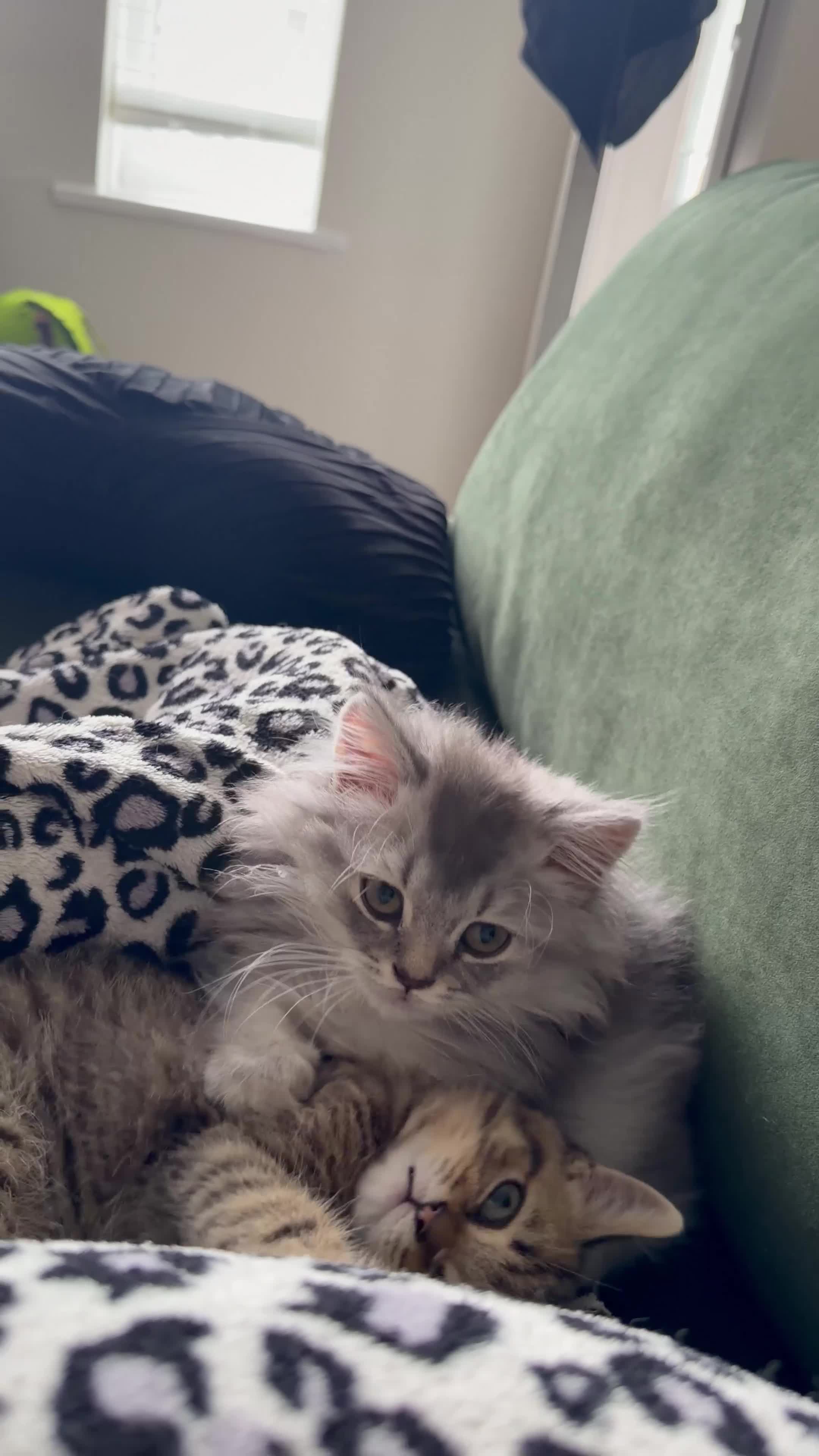 Scottish Fold cats for sale: Scottish longhair & Scottish Tabby kitten  - Video 1