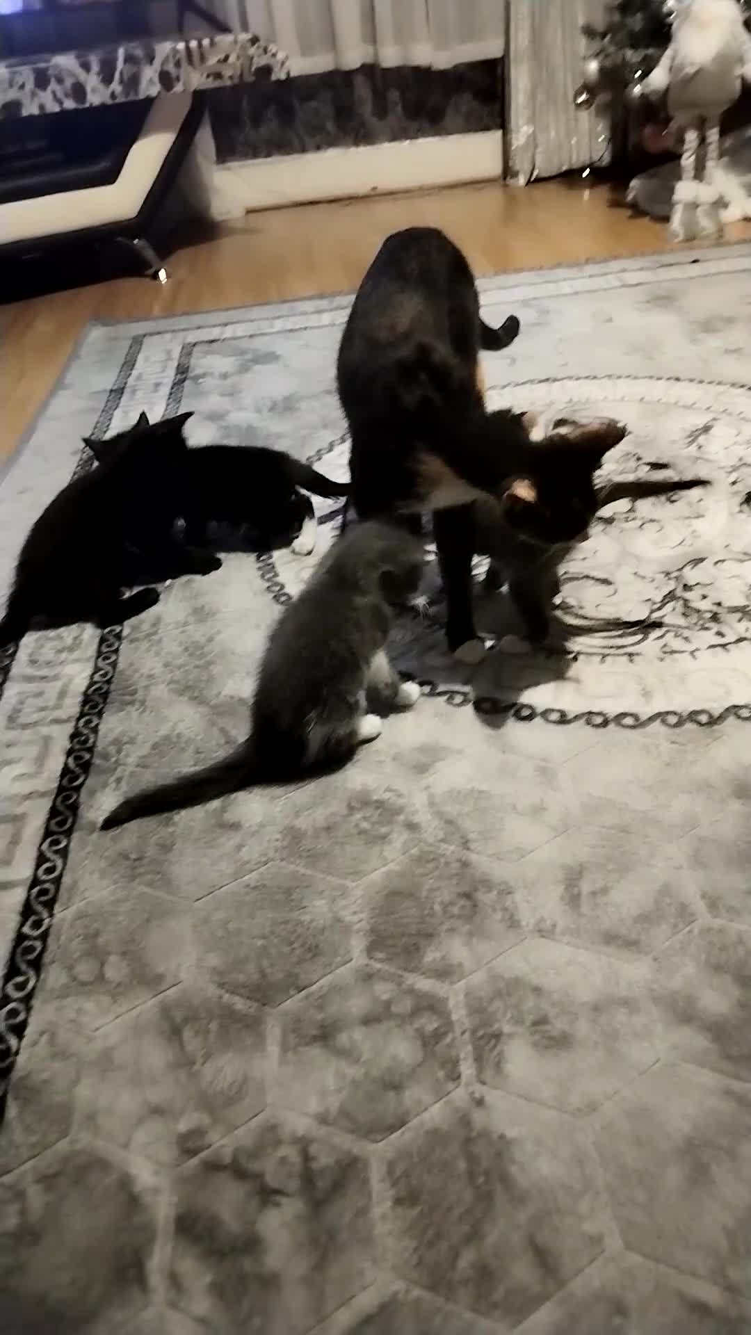 Mixed Breed cats for sale: Adorable Kittens Looking for Their Forever Homes - Video 2