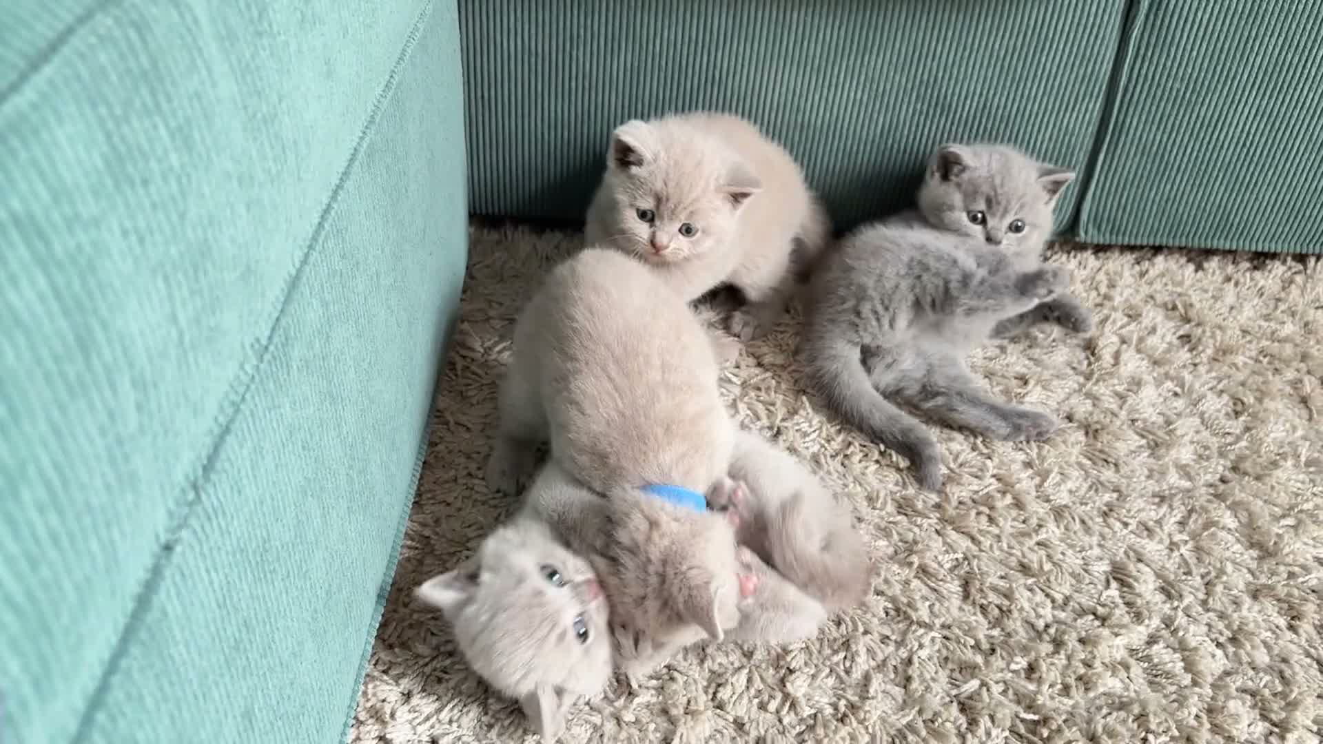 British Shorthair cats for sale: Cuteness beautiful British Shorthair kittens - Video 2