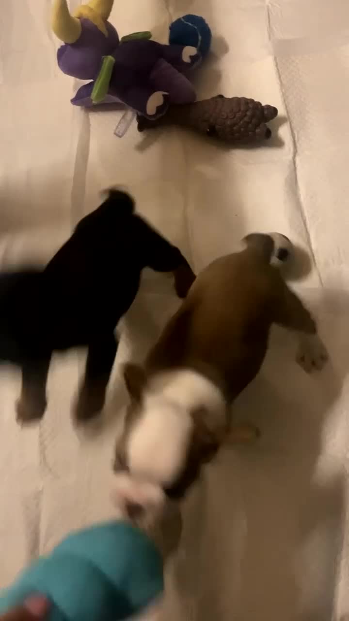 Mixed Breed dogs for sale: *REDUCED* 1 British bulldog cross pup left - Video 1