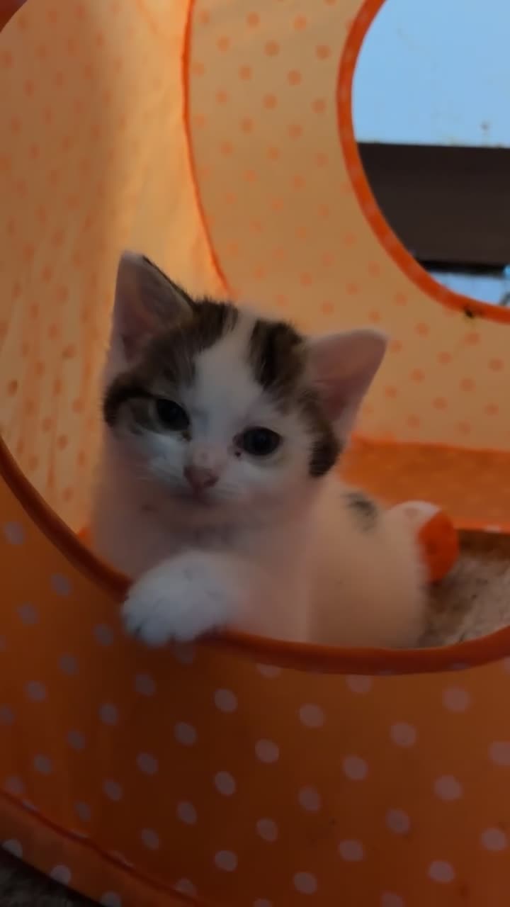 Mixed Breed cats for sale: 5 friendly playful mixed tabby kittens - Video 2