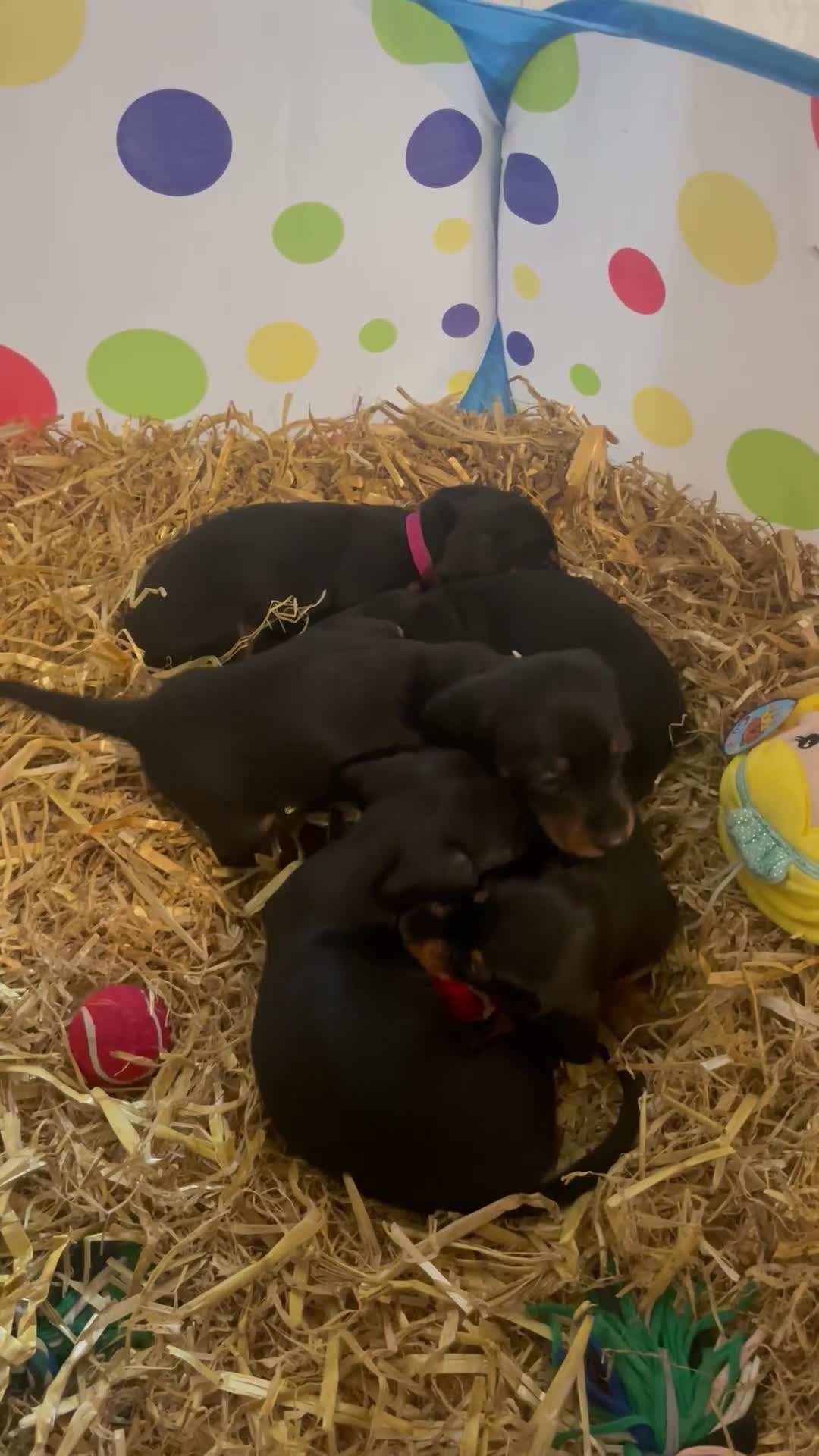 Miniature Dachshund dogs for sale: 4 black & tan miniature dachshund puppies. - Video 2
