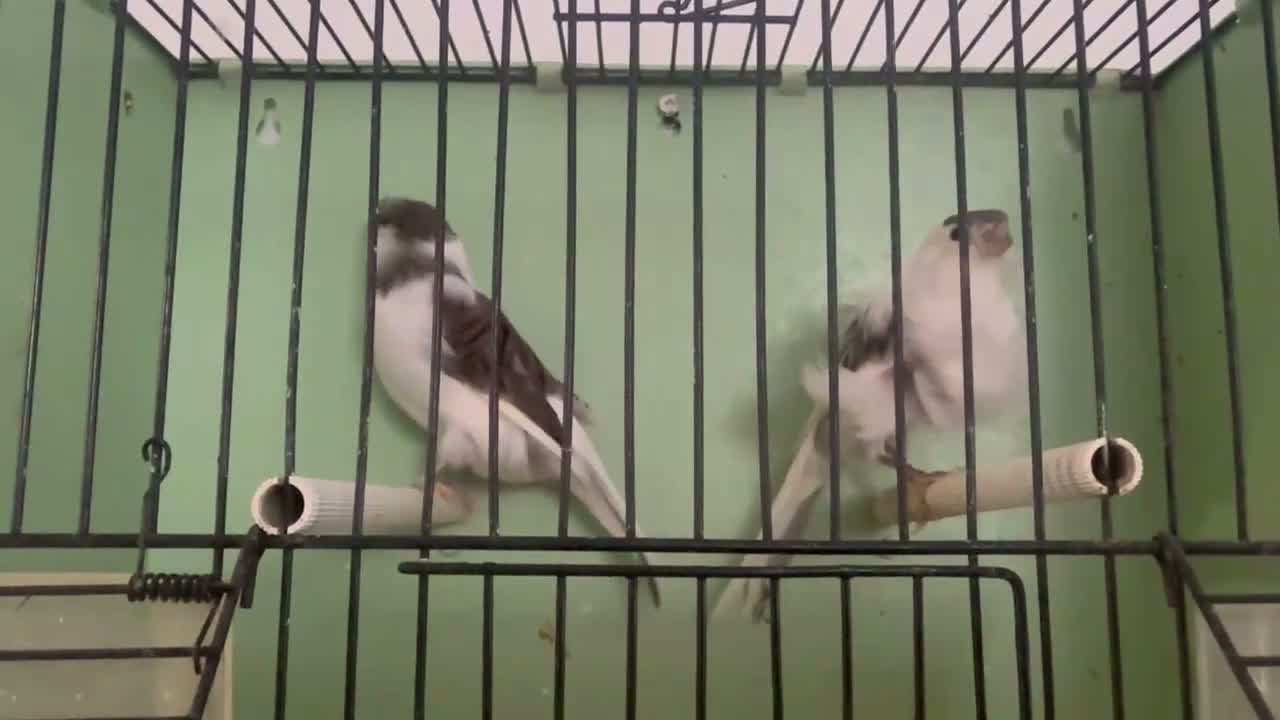 Canaries birds for sale: Beautiful Frilled Canaries – Pair with Cage - Video 1