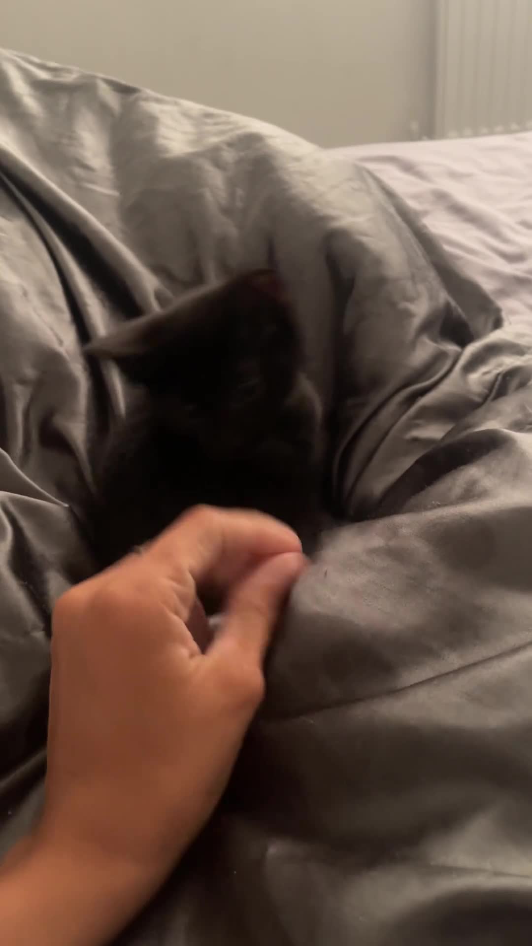 Mixed Breed cats for sale: Black female kittens - Video 1