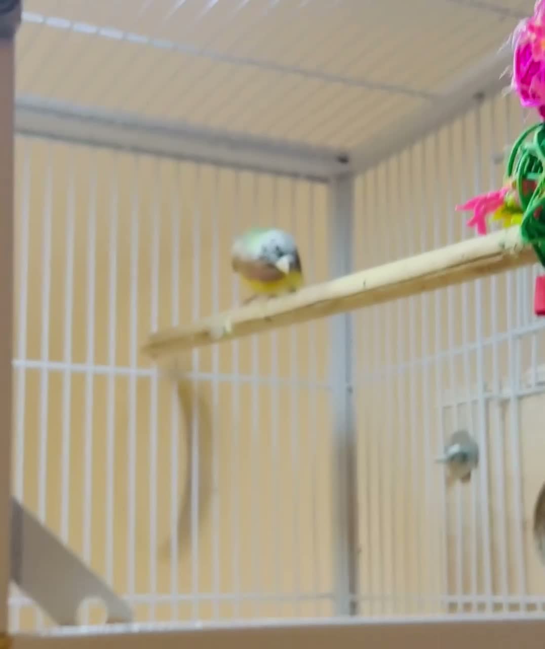Finches birds for sale: Female Black Headed Gouldian Finch 5 Months Old - Video 2
