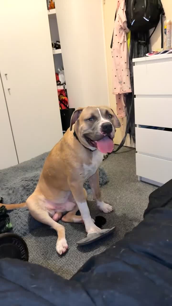 Mixed Breed dogs for sale: Blaze  - Video 3