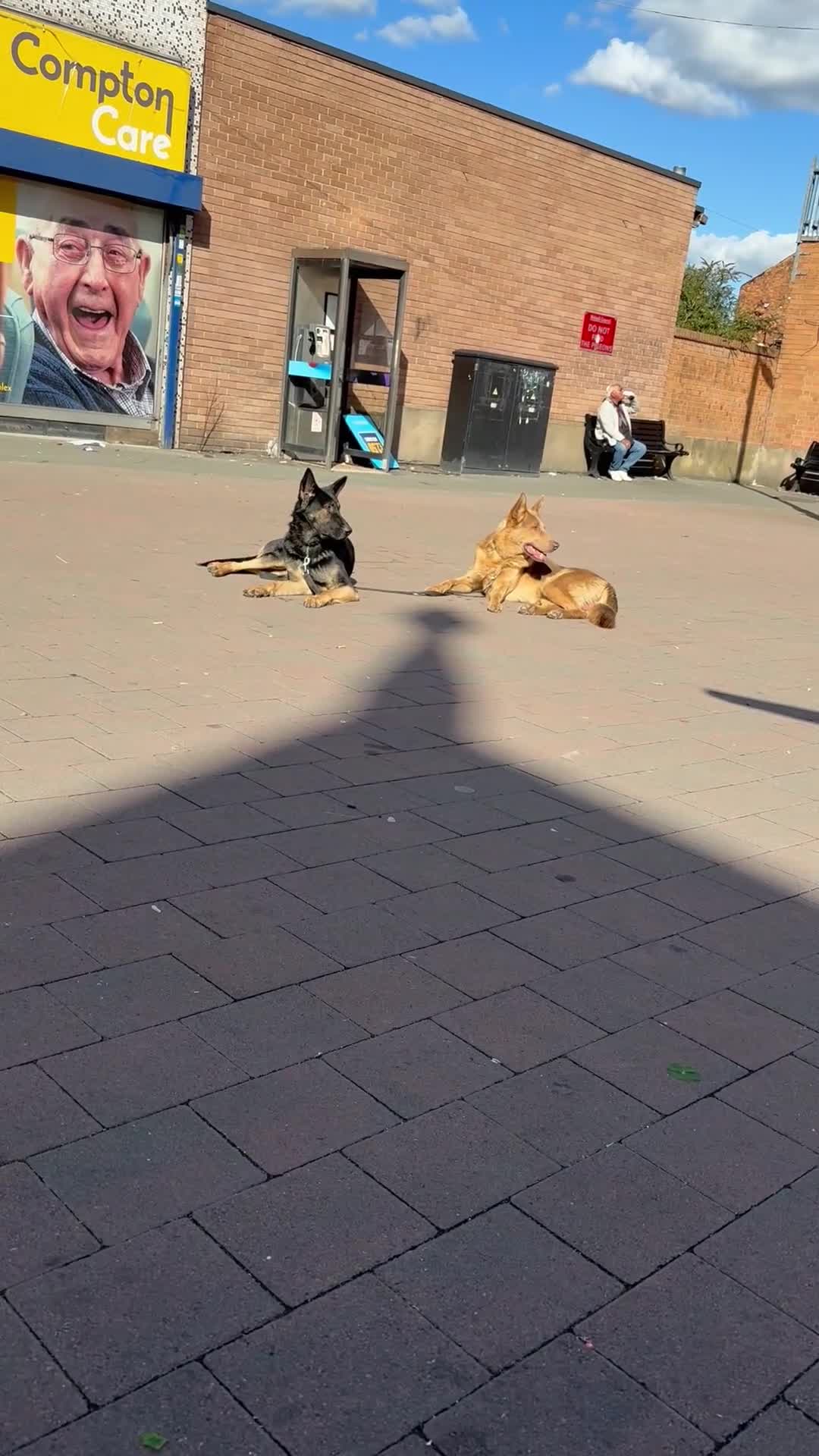 German Shepherd dogs for sale: KC Registered Working Line German Shepherd Puppies - Video 1