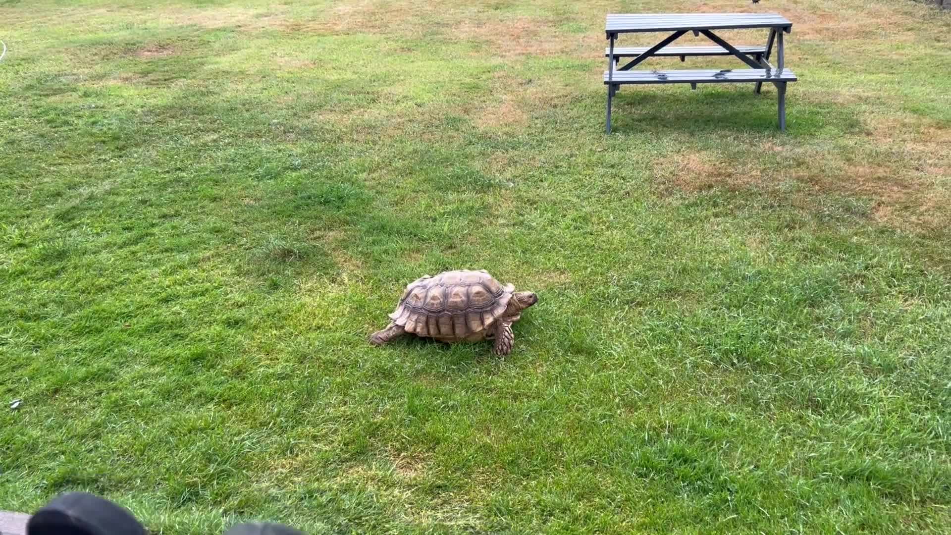 Tortoise reptiles for sale: 15 year old Sulcata tortoise  - Video 2