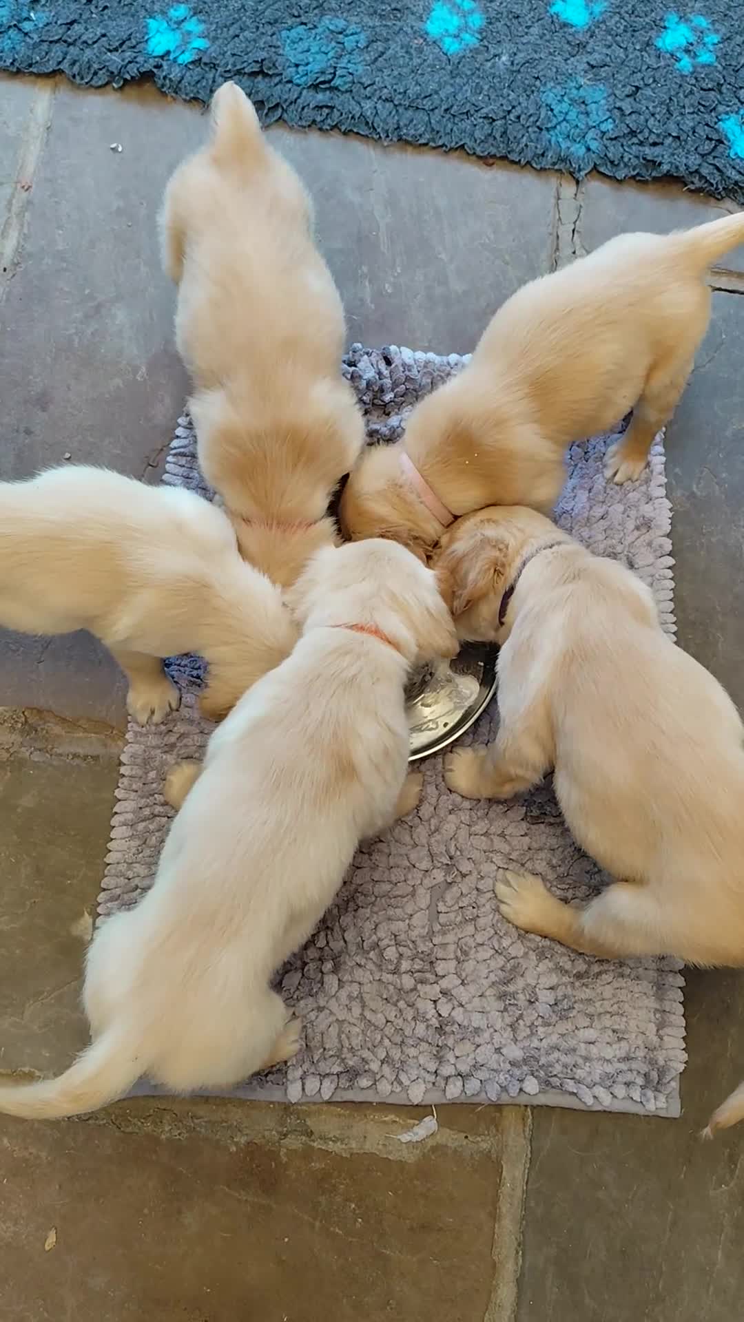 Golden Retriever dogs for sale: Gentle and loving Golden Retriever puppiess  - Video 3