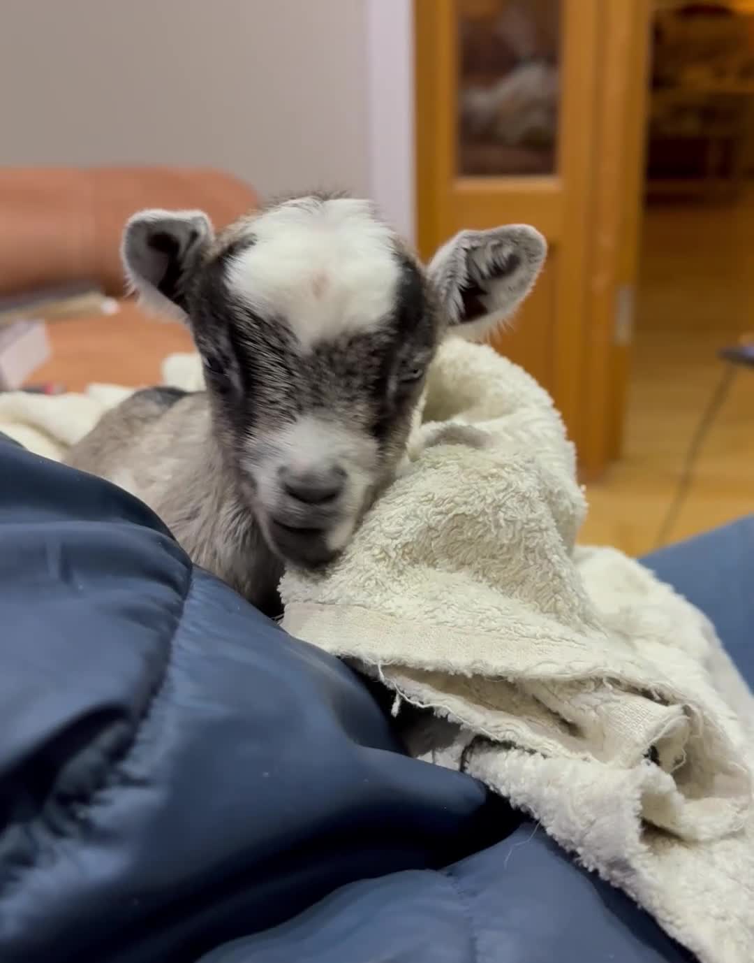 Goats livestock for sale: TWO BOTTLE FED ADORABLE TINY BABY PYGMY GOATS  - Video 1
