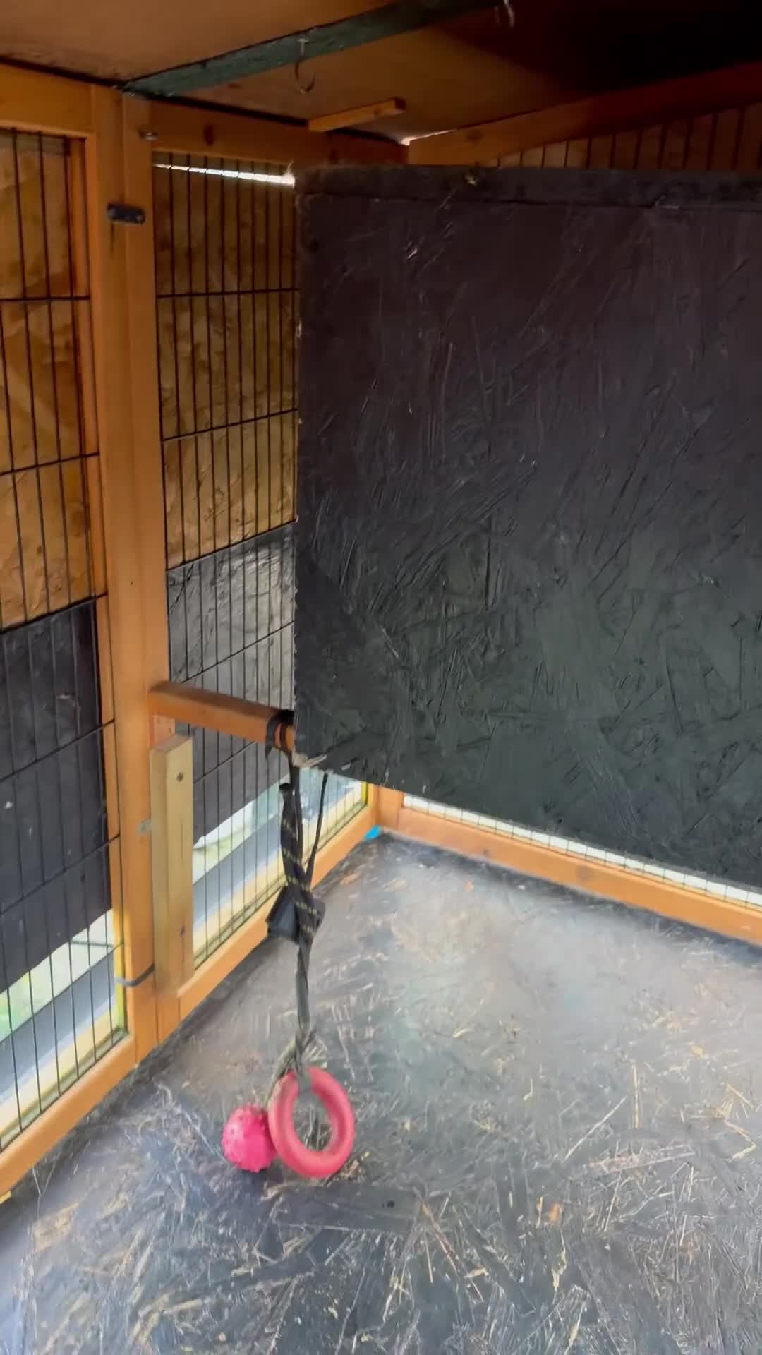 Ferret rodents for sale: 2 Boys for adoption - Video 2