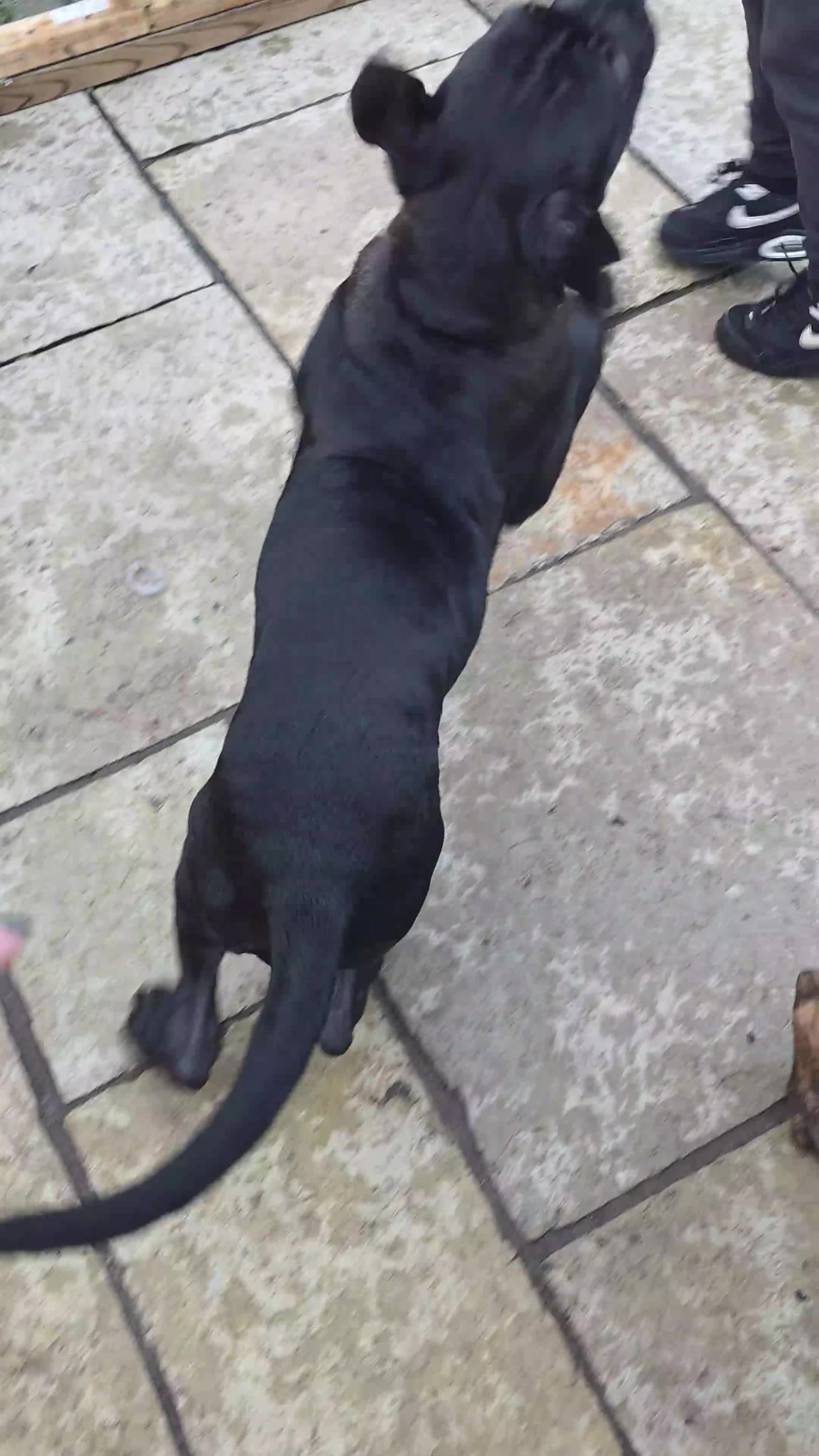 Cane Corso dogs for sale: Gorgeous cane corso puppies  - Video 2