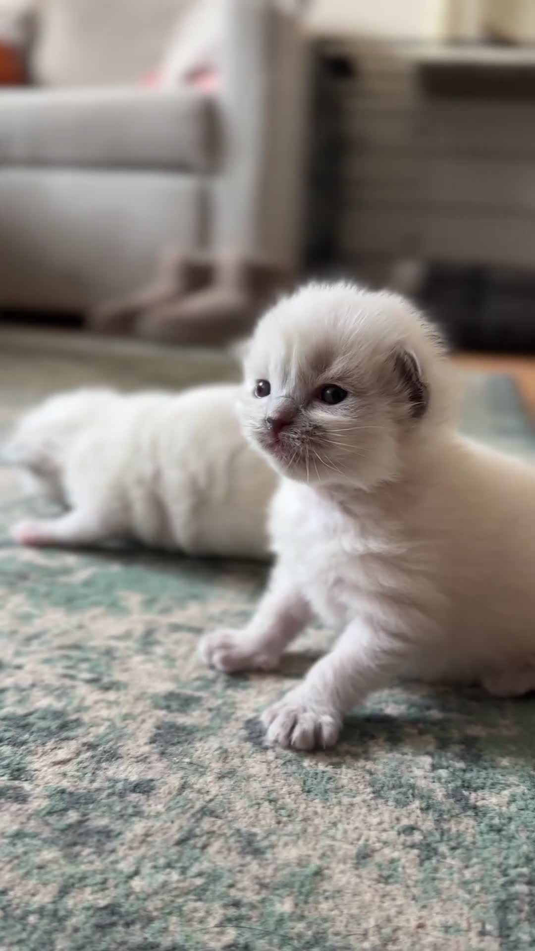 Ragdoll cats for sale: Exceptional Quality Ragdoll Kittens  - Video 1