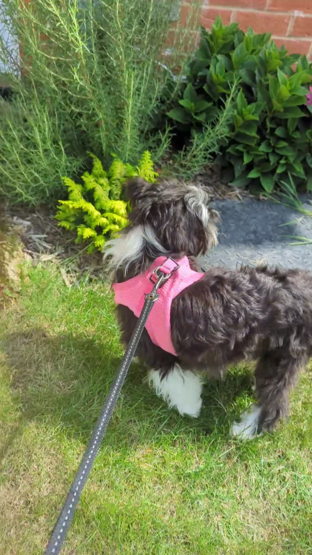 Chinese Crested dogs for sale: Chinese Crested Powder Puff - Female, 4 Months Old - Video 1