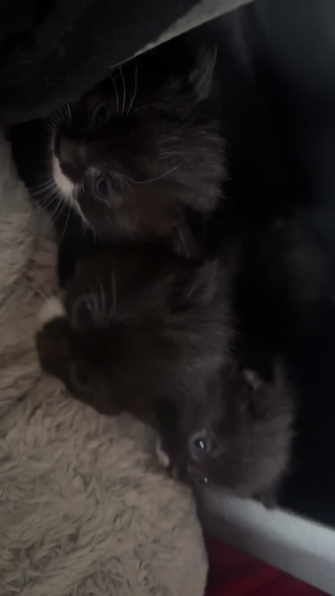 Mixed Breed cats for sale: Kittens looking for their PURRfect forever homes - Video 3
