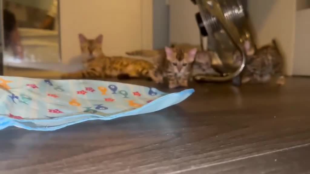 Bengal cats for sale: Pure bengal  - Video 2
