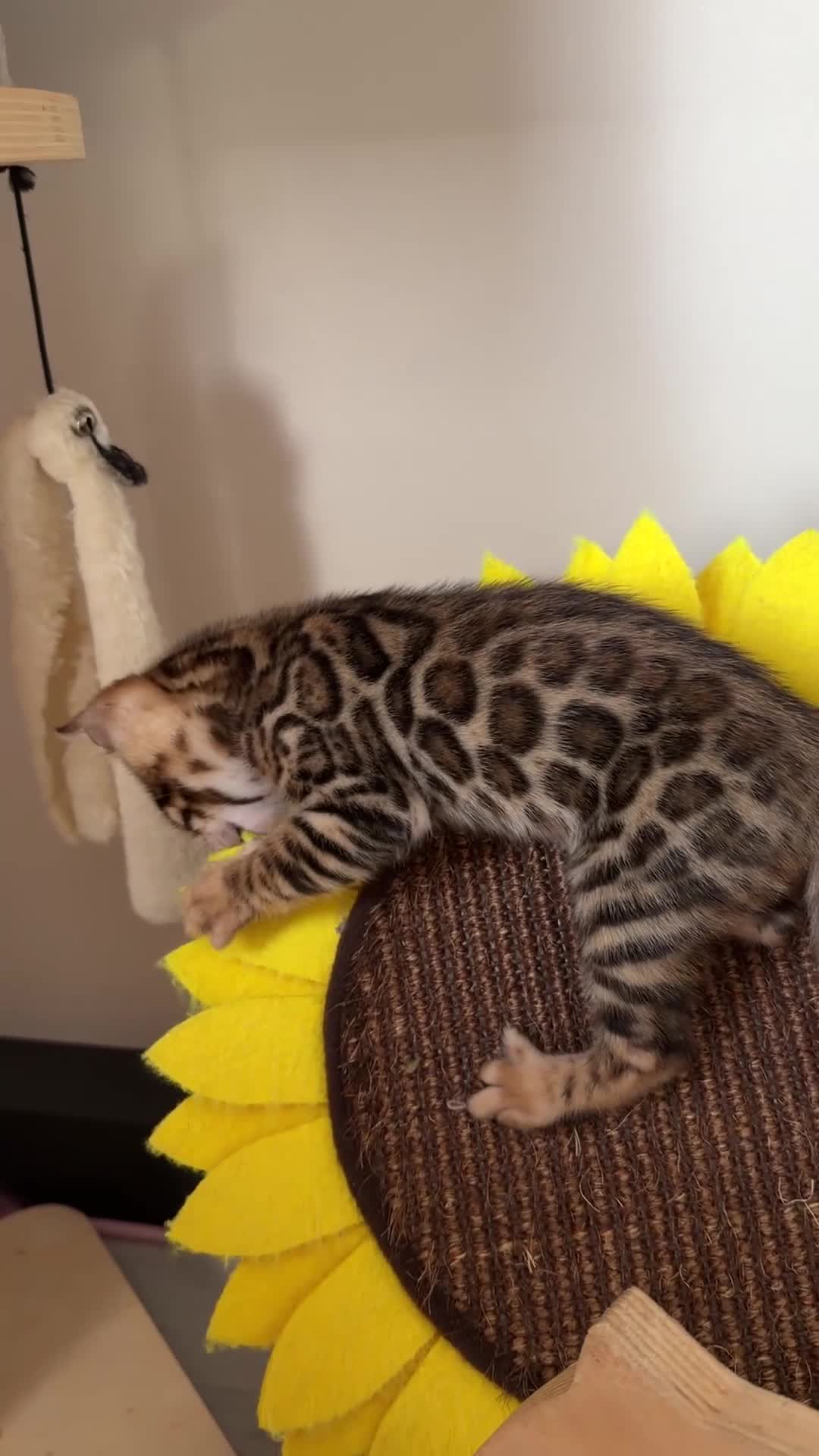 Bengal cats for sale: Bengal Kitten Boy (TICA Registered) - Video 1