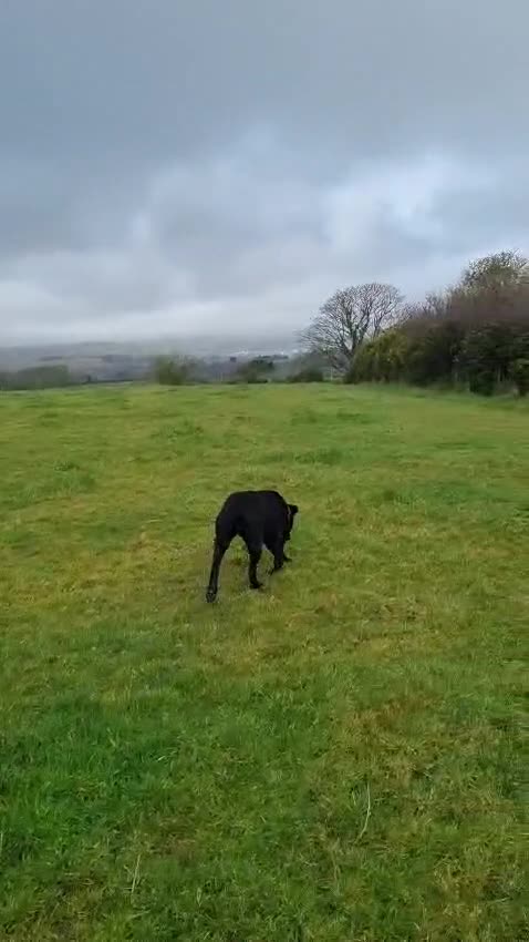 Mixed Breed dogs for adoption: FOSTER CALL:❤️NICOL❤️Energetic, Playful, Loving in Bude - Video 2