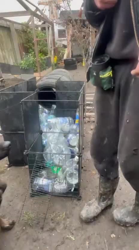 Belgian Shepherd Dog dogs for sale: Belgian Malinois Puppies – 4 Months Old - Video 5