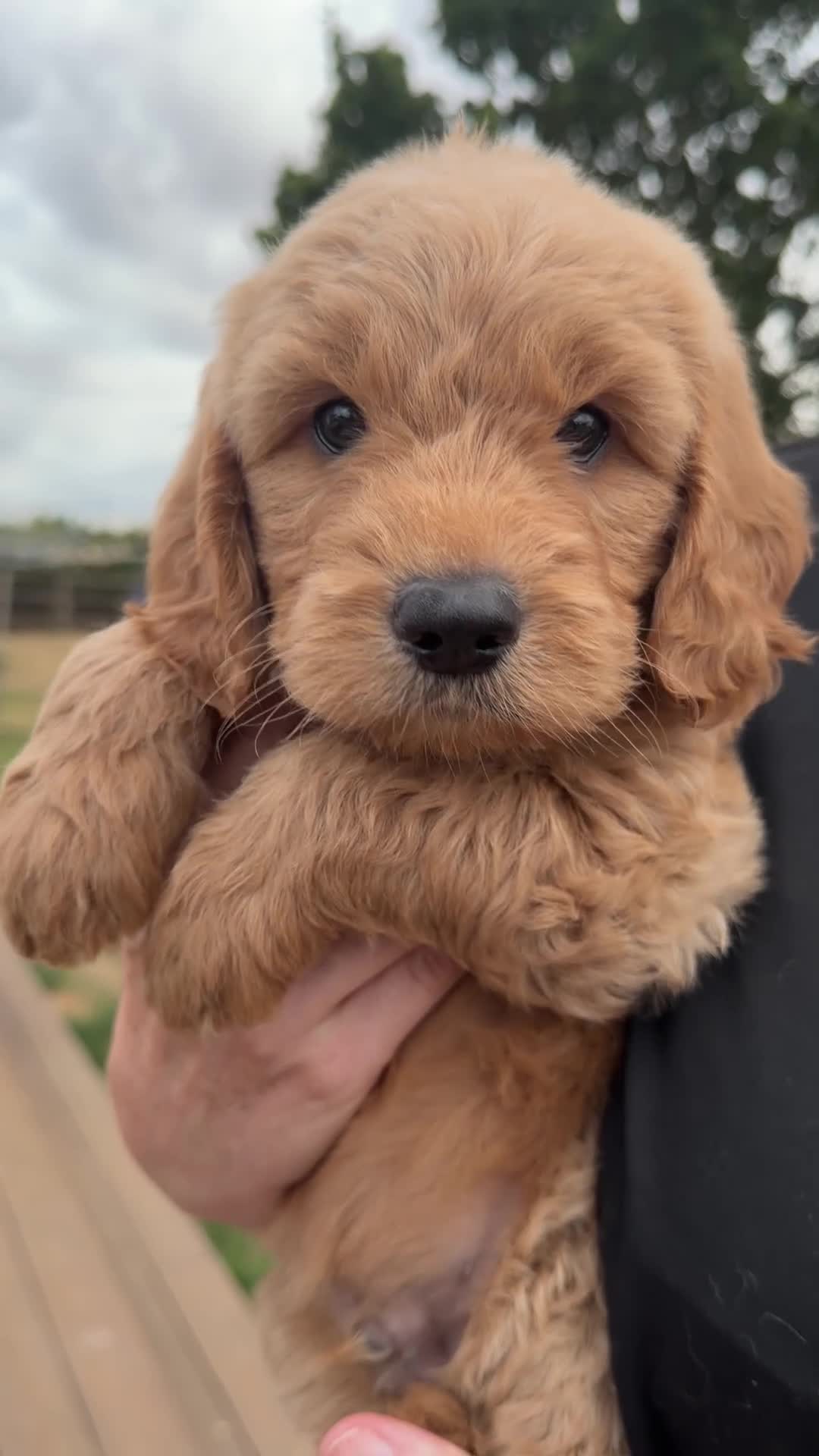 Mini Goldendoodle dogs for sale: F1 HEALTH TESTED, 5* BREEDER & POLICE DOG TRAINER - Video 3