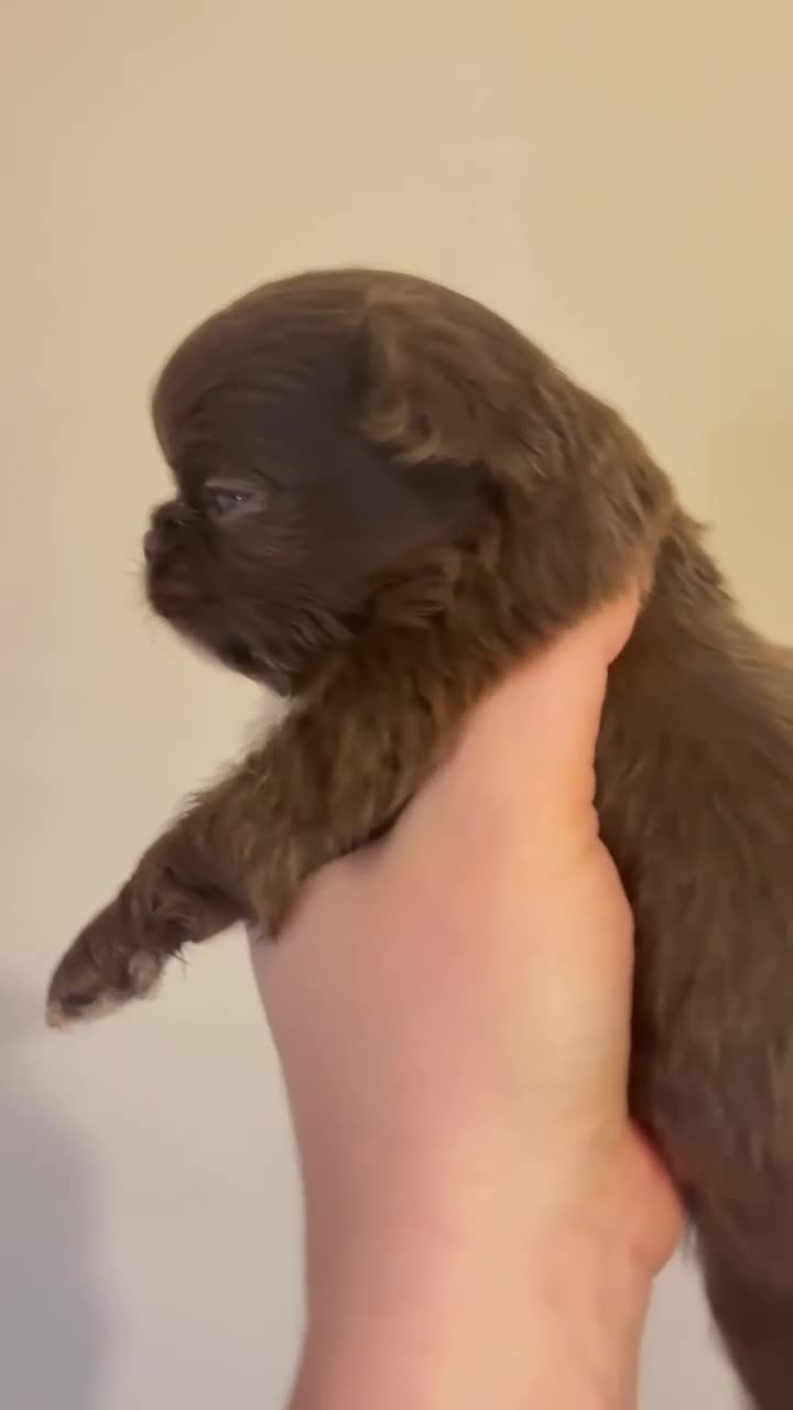 Chihuahua dogs for sale: Chihuahua  - Video 1