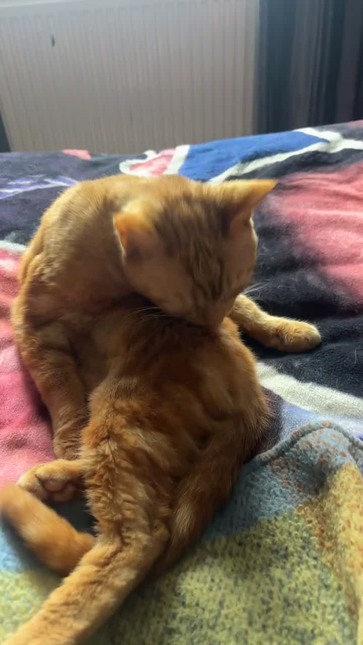Mixed Breed cats for sale: Ginger boy cat - Video 1