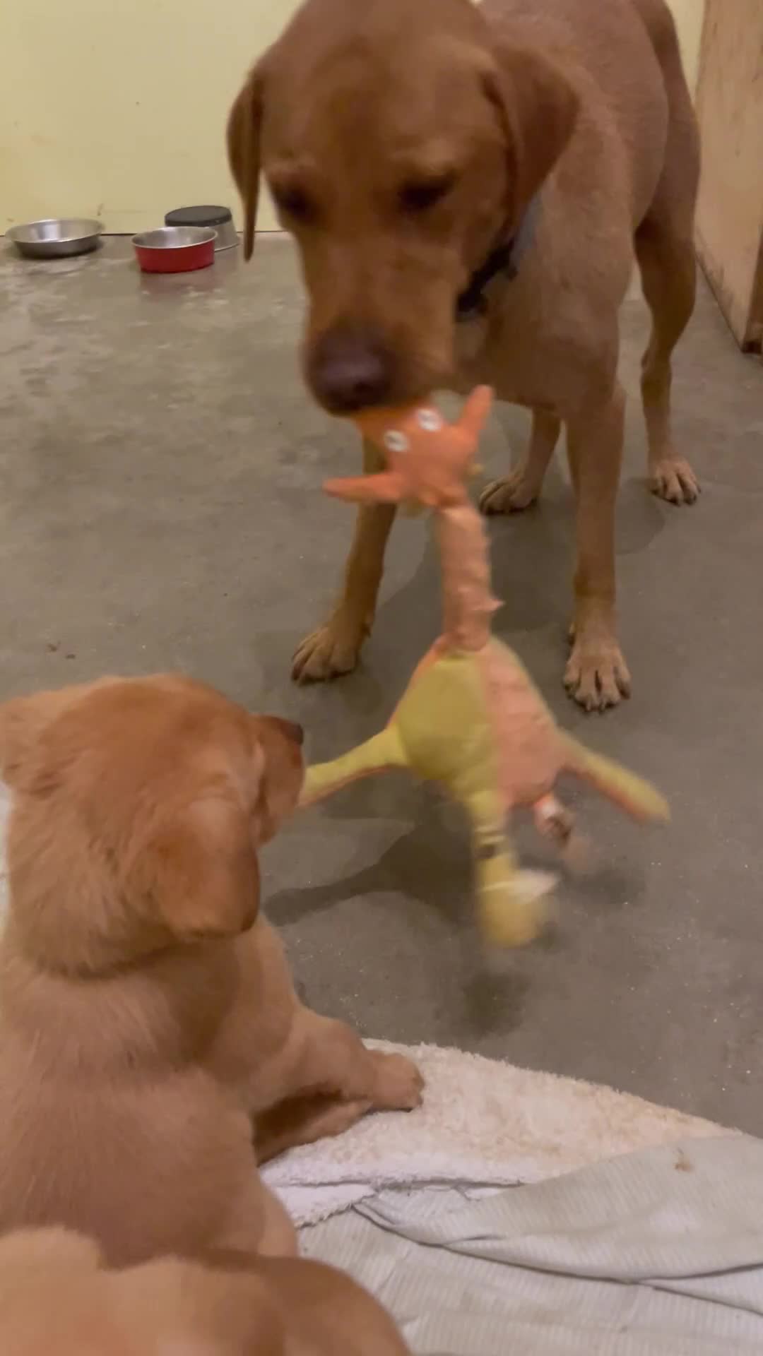 Labrador Retriever dogs for sale: Finding a home for Nemo - Video 3