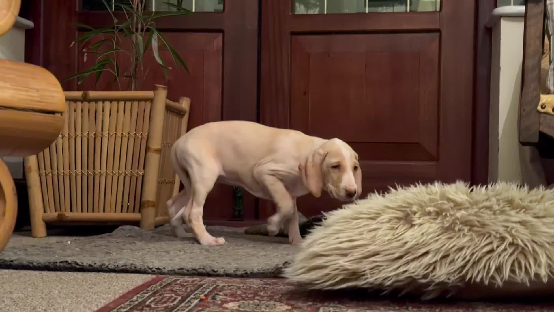 Mixed Breed dogs for sale: Brafghano pups  - Video 2