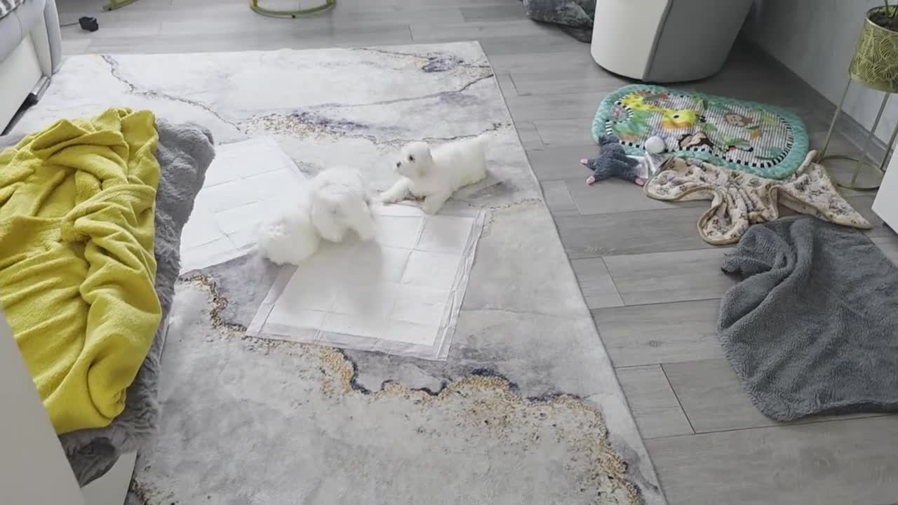 Maltese dogs for sale: Lovely Maltese Puppies - Video 1