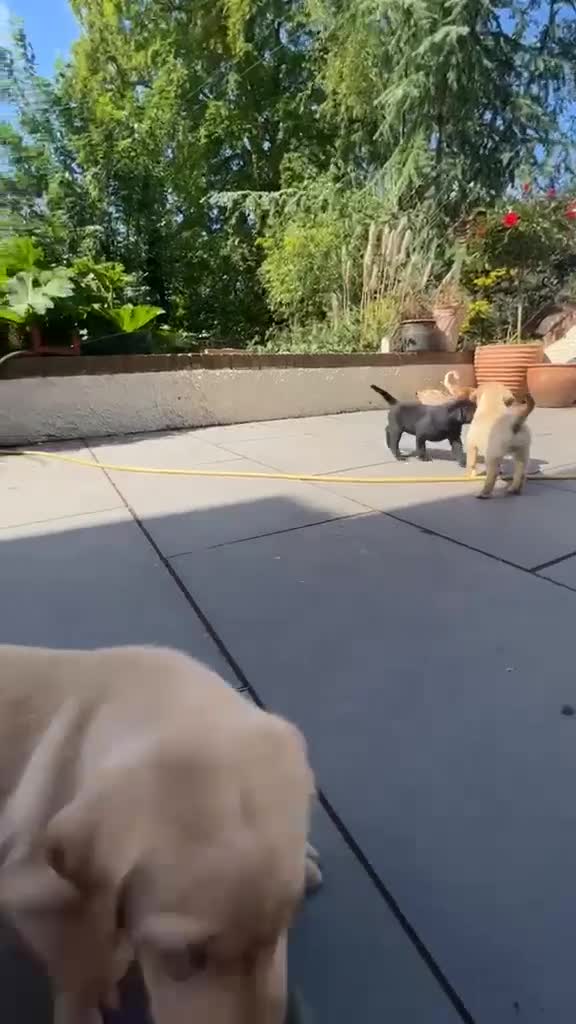 Labrador Retriever dogs for sale: Kc lab pups  - Video 2
