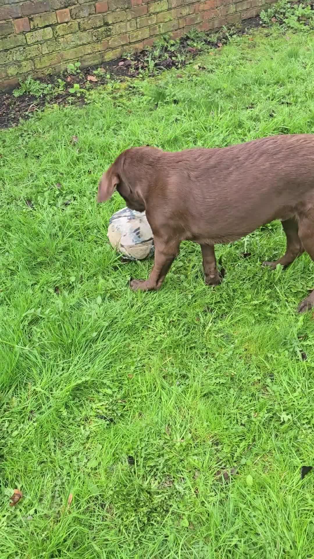Labrador Retriever dogs for sale: Stunning trained Lab Pup desperate for a good home - Video 4