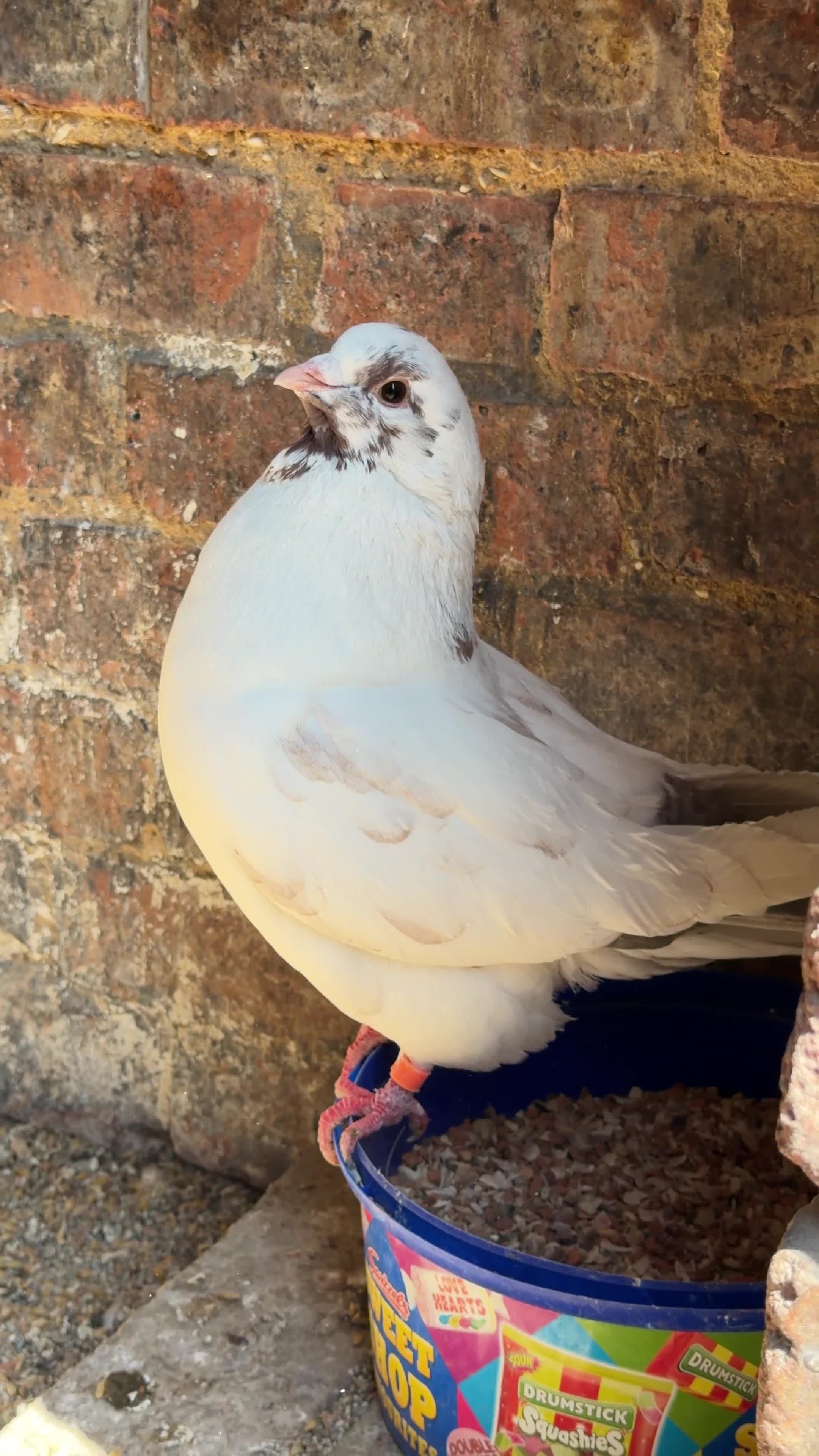 Pigeons birds for sale: Modena Pigeon for sale  in Luton - Video 3