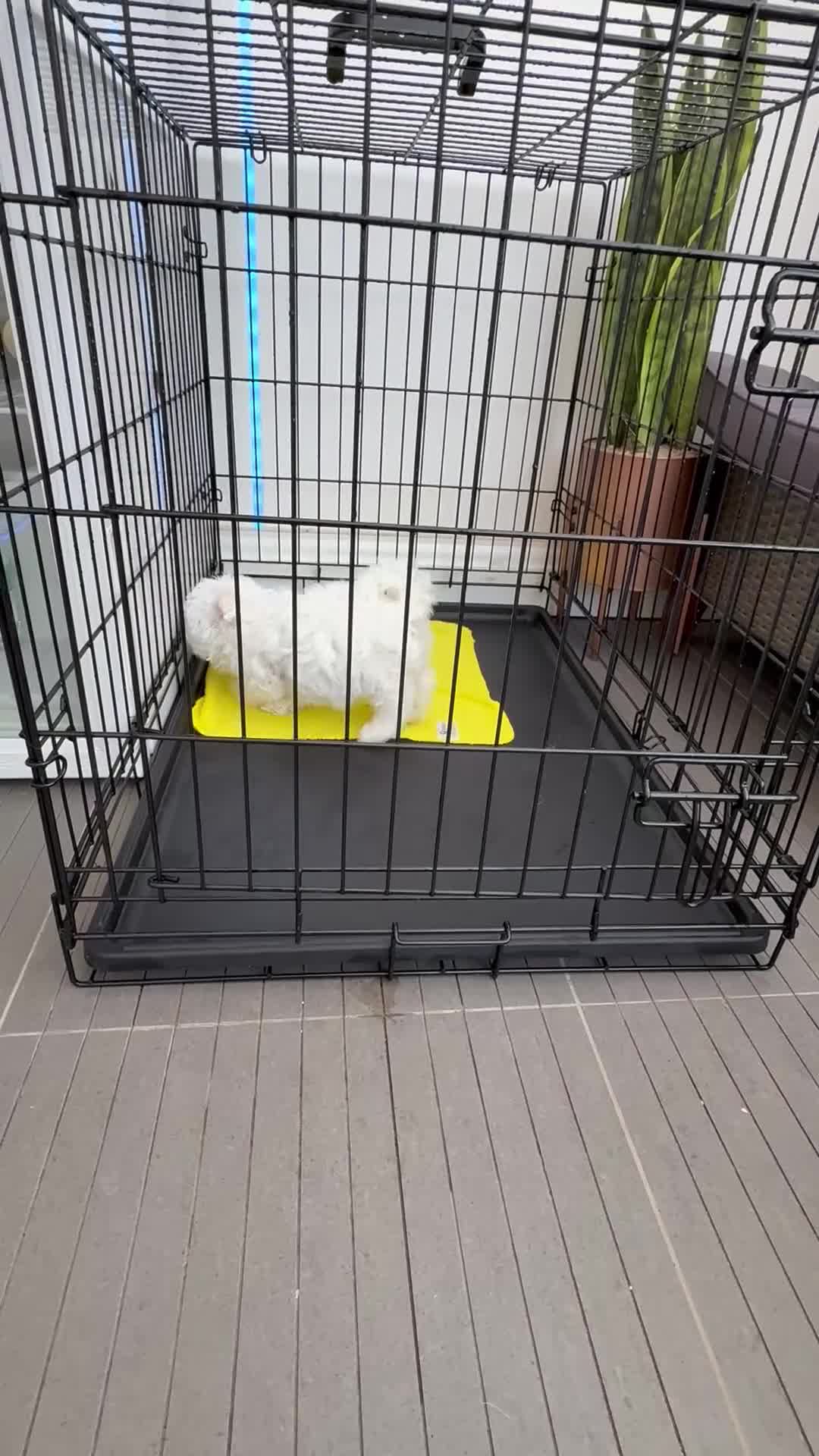 Maltese dogs for sale: Adorable Bichon Maltese Female Puppy - Video 1