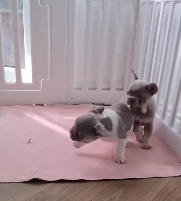 French Bulldog dogs for sale: Quality Puppies from highly health tested Parents - Video 1