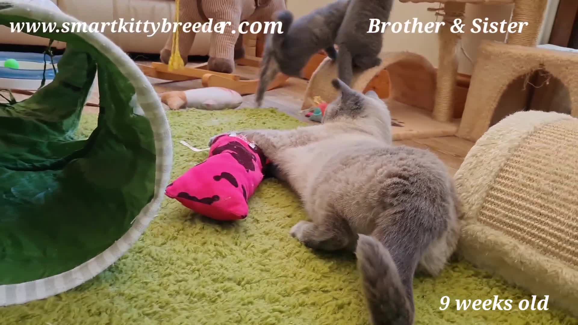 British Shorthair cats for sale: BSH Brother & sister READY NOW! GCCF reg.  in Lowestoft - Video 1