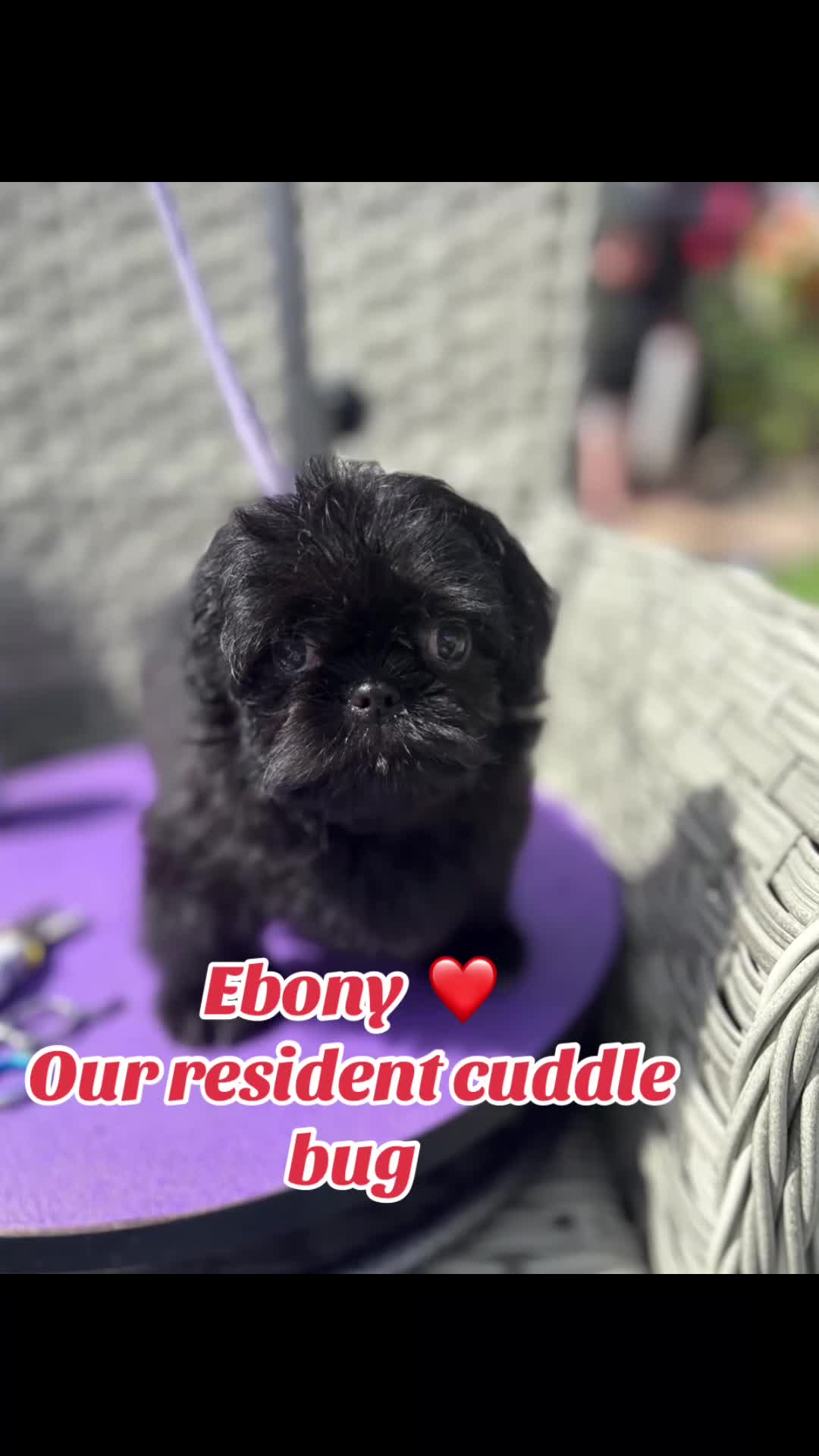 Shih Tzu dogs for sale:  Ready Now KC & DNA Health Tested - Video 1