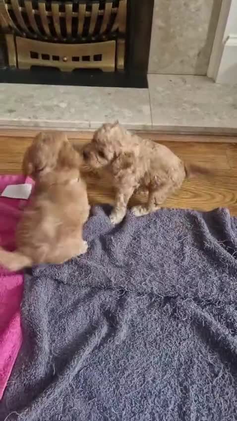 Cavapoo dogs for sale: Cavapoo puppies  - Video 3