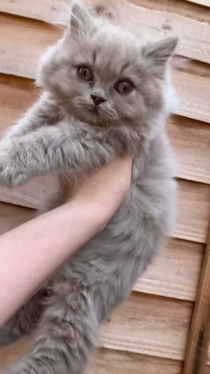 British Longhair cats for sale: GCCF kittens  - Video 1