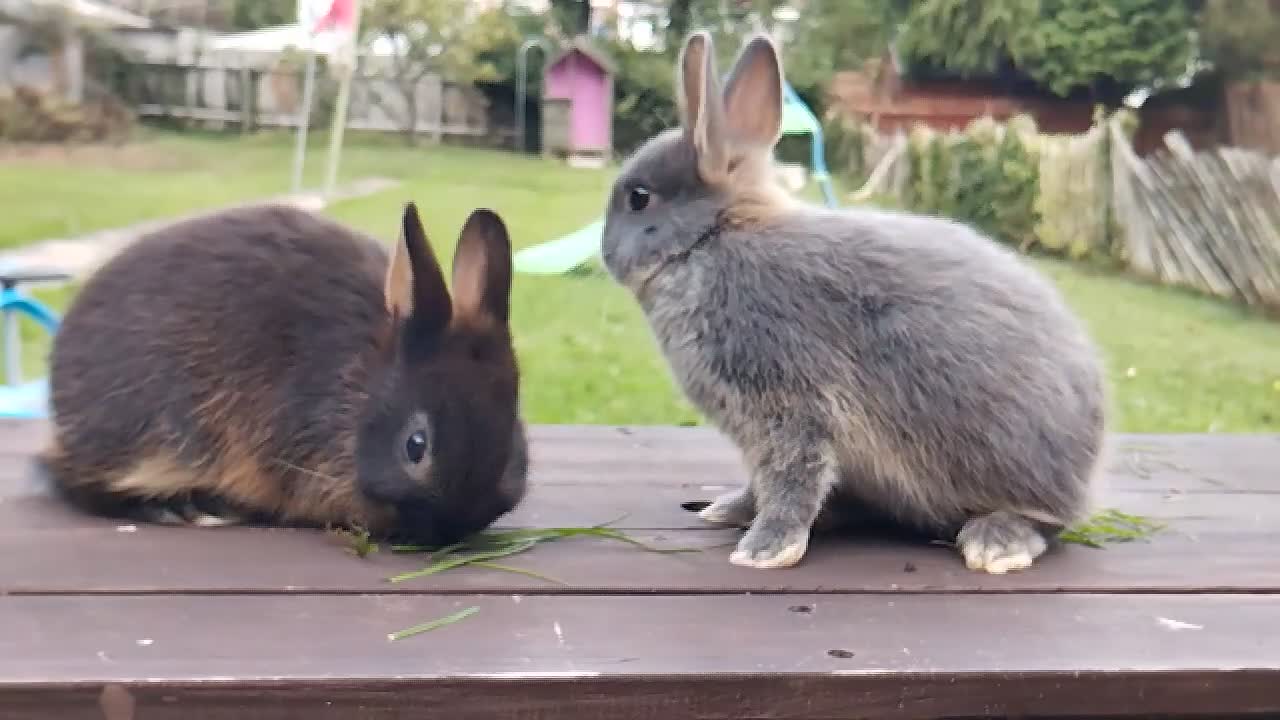 Netherland Dwarf rabbits for sale: Netherland dwarf £100 each - Video 1