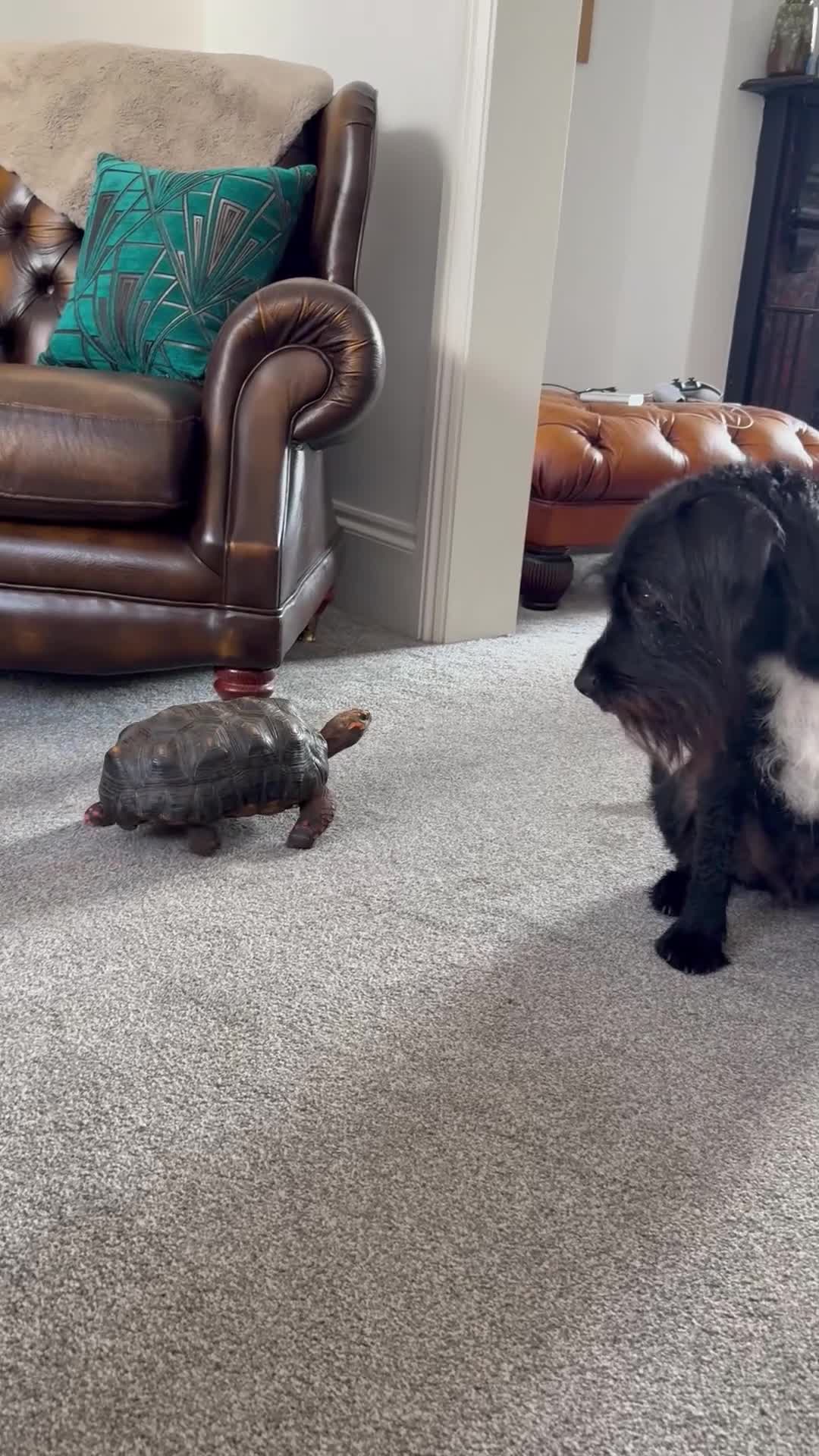 Tortoise reptiles for sale: Red Footed Tortoise  - Video 1