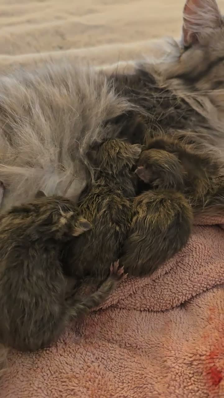 Maine Coon cats for sale: 3 beautiful maincoon kittens , - Video 1