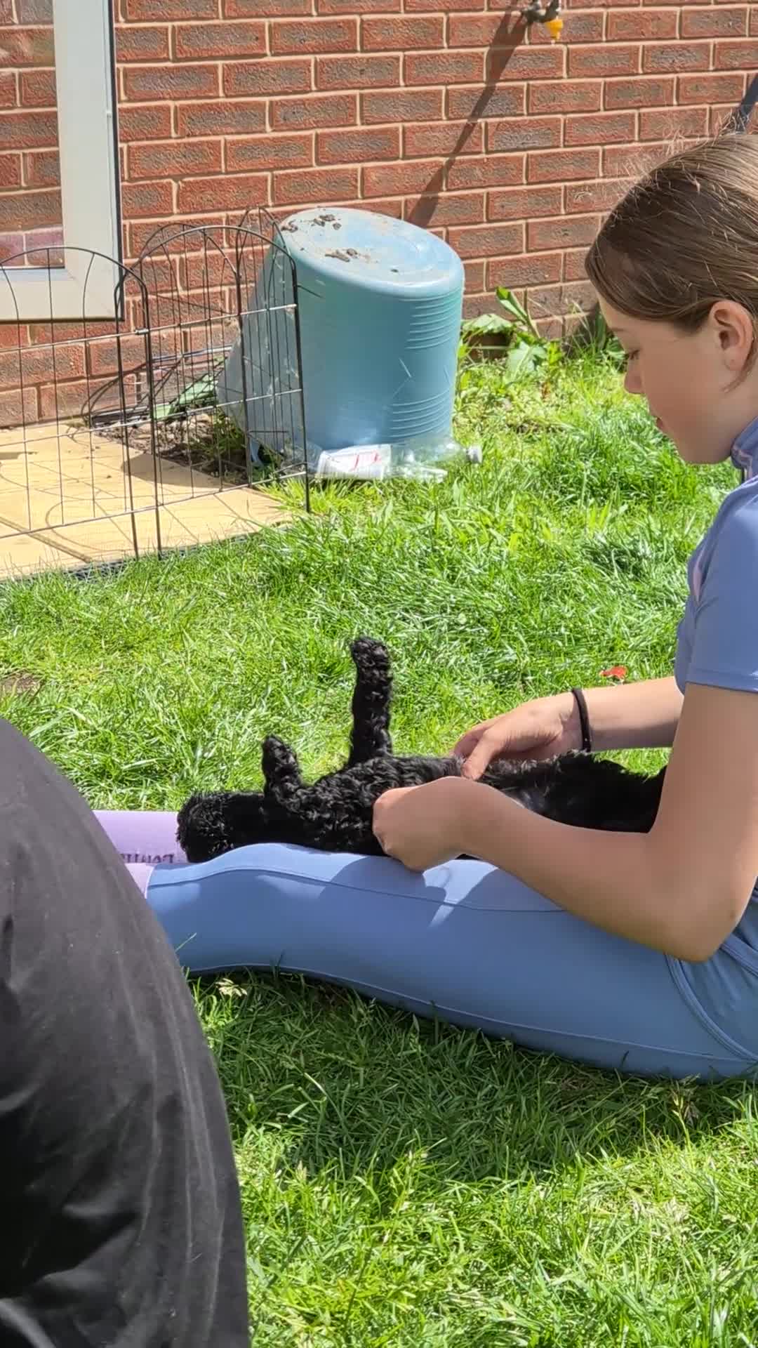 Cockapoo dogs for sale: Only one ♀️ remaining Adorable F1bb Cockapoo Pups  - Video 2
