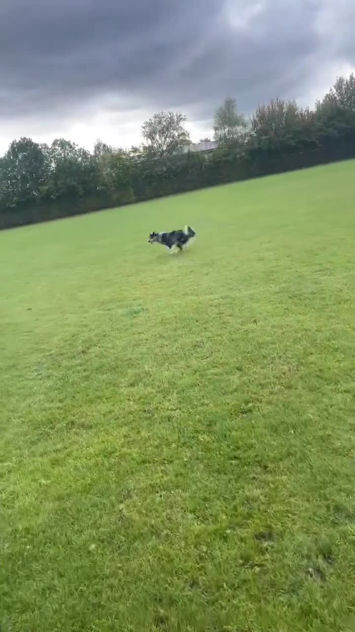 Border Collie dogs for stud: BORDER COLLIE STUD AVAILABLE in Prescot - Video 3