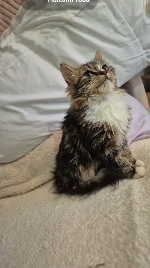 Mixed Breed cats for sale: Beautiful mixed breed fluffy girl  in Birmingham - Video 2