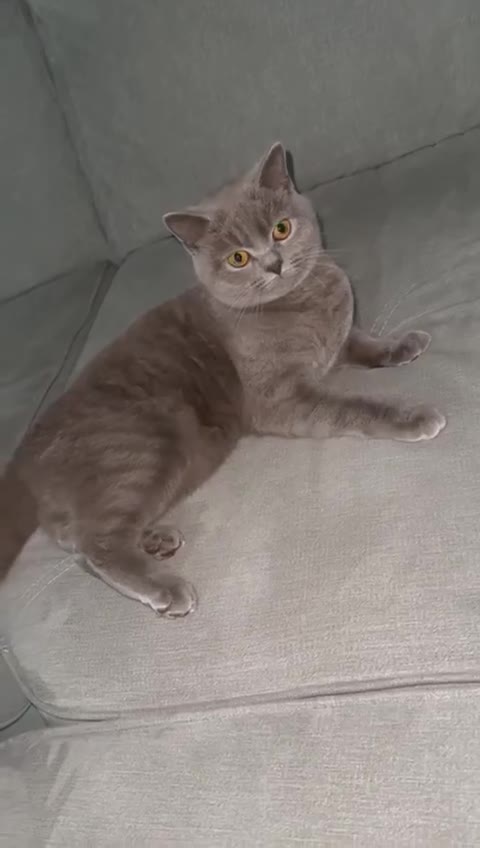 British Shorthair cats for sale: 4.5 year old female pure bred British blue - Video 1